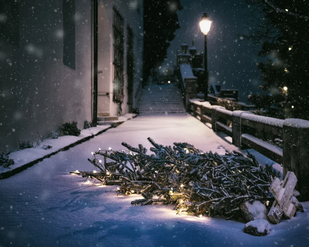 The Christmas Hangover....debt! 9 Discarded Christmas Tree