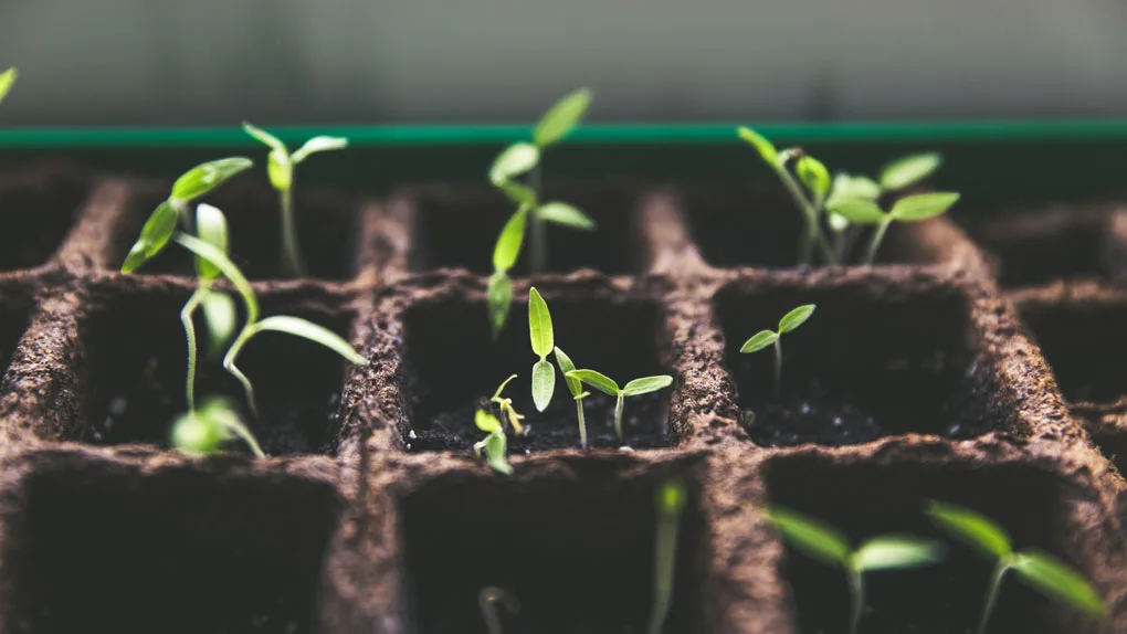 InvestmentGrowth